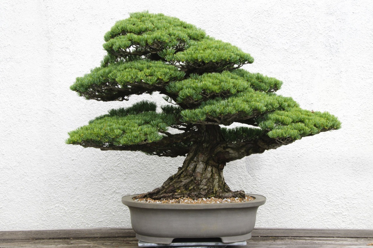Bonsai