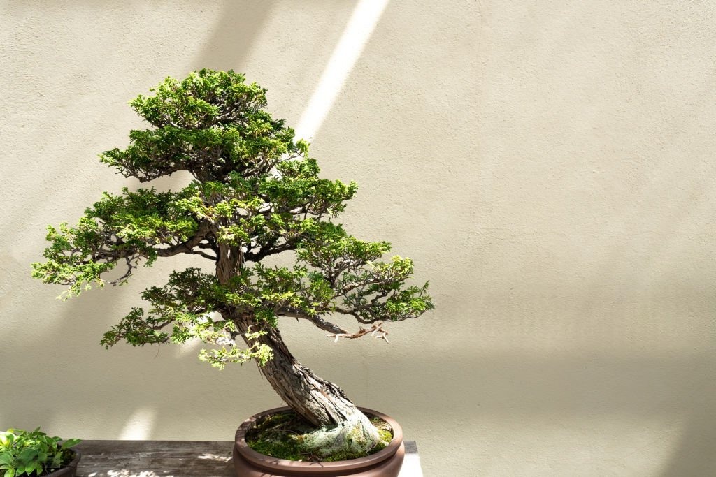 Bonsai garden