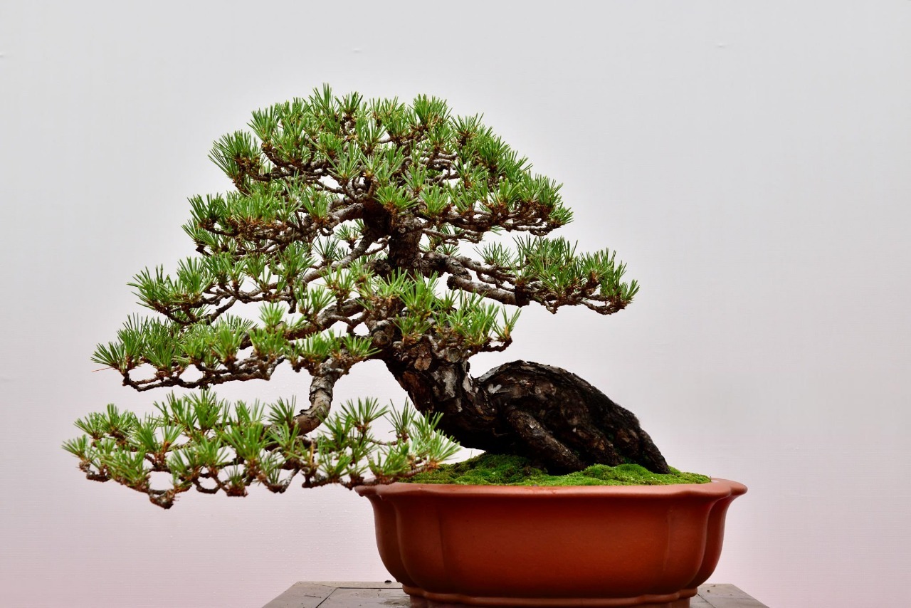 Bonsai